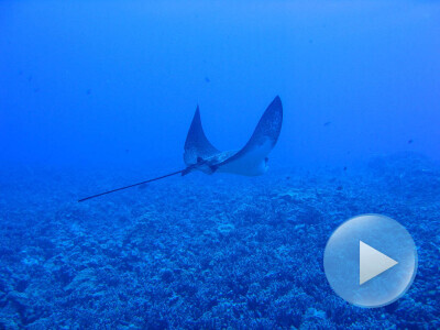 Flaviu S Blog Oceanul Pacific