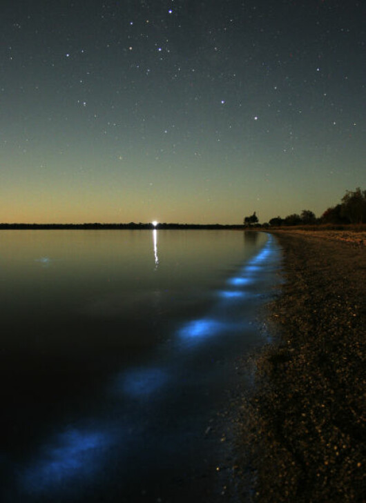 bioluminiscenta