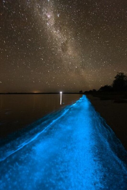 bioluminiscenta