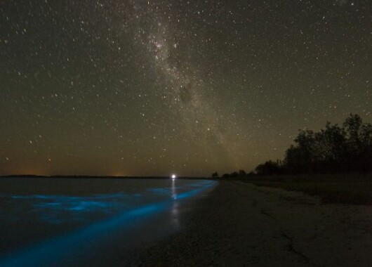 bioluminiscenta