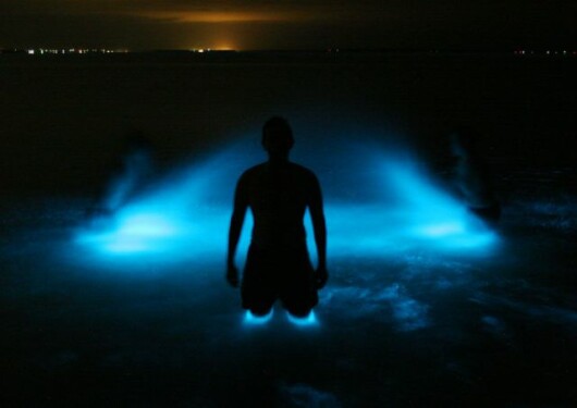 bioluminiscenta