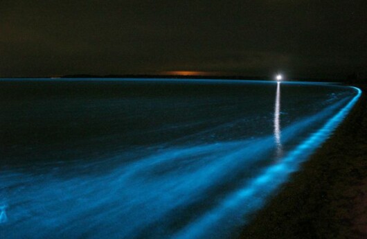 bioluminiscenta