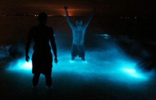 bioluminiscenta