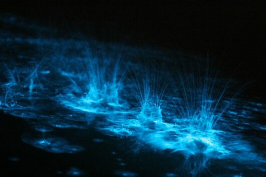 bioluminiscenta