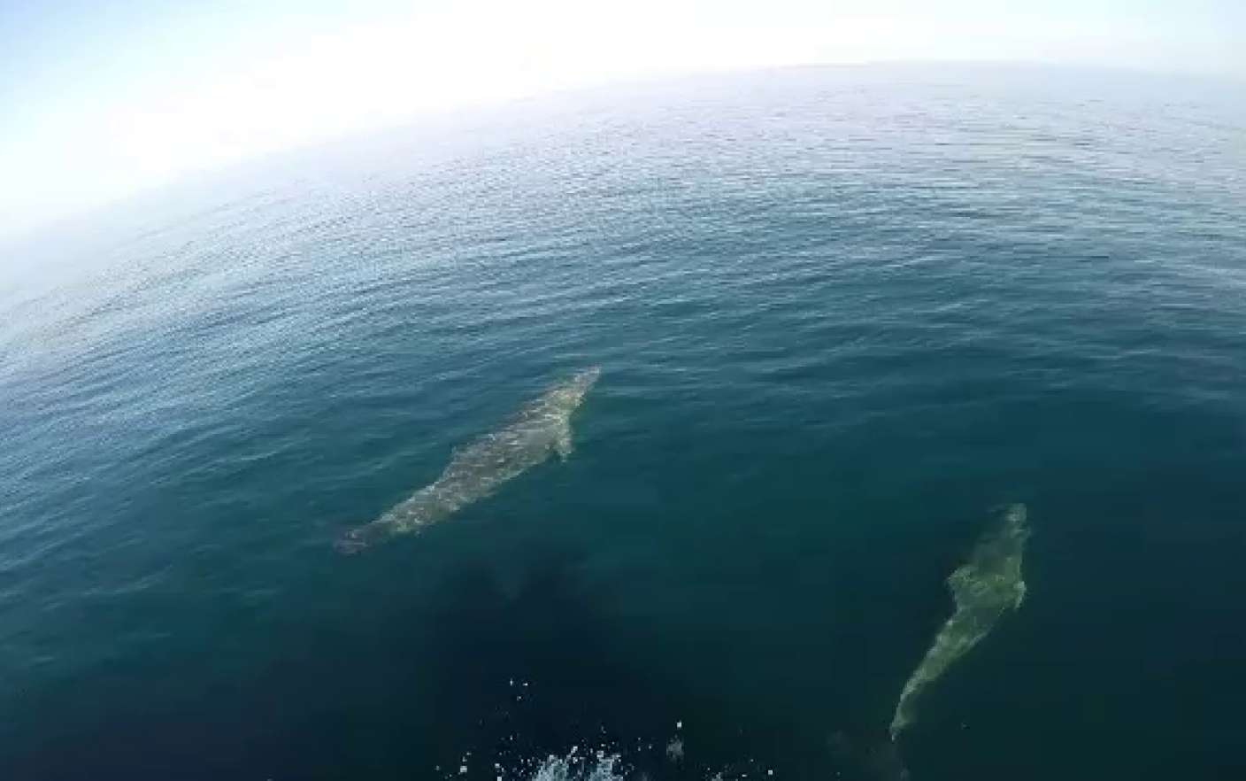 Popula Ia De Delfini Din Marea Neagr Se Reface Ce Spun Biologii