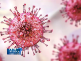 csid herpes csid herpes
