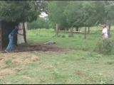 aligator_lasou aligator_lasou