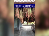perchezitii perchezitii
