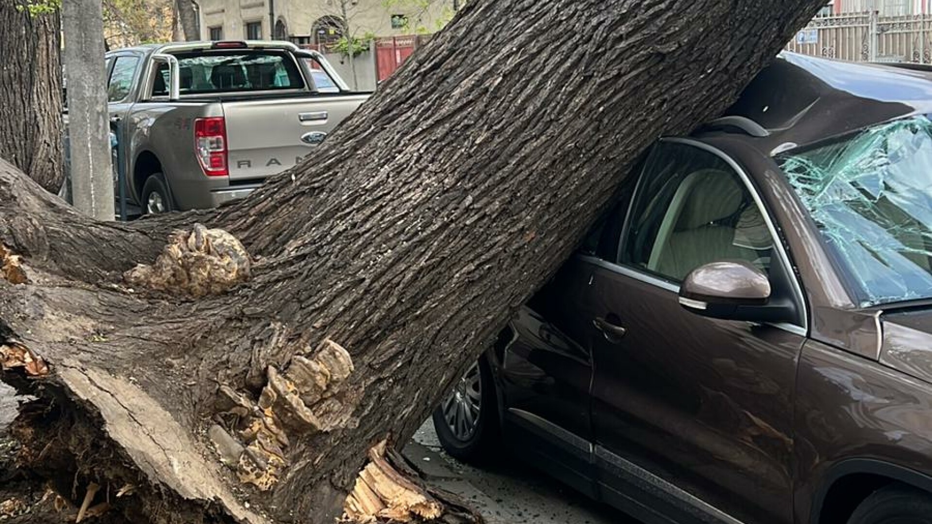 Copaci doborâți de vânt în București Fenomenele meteo provoacă