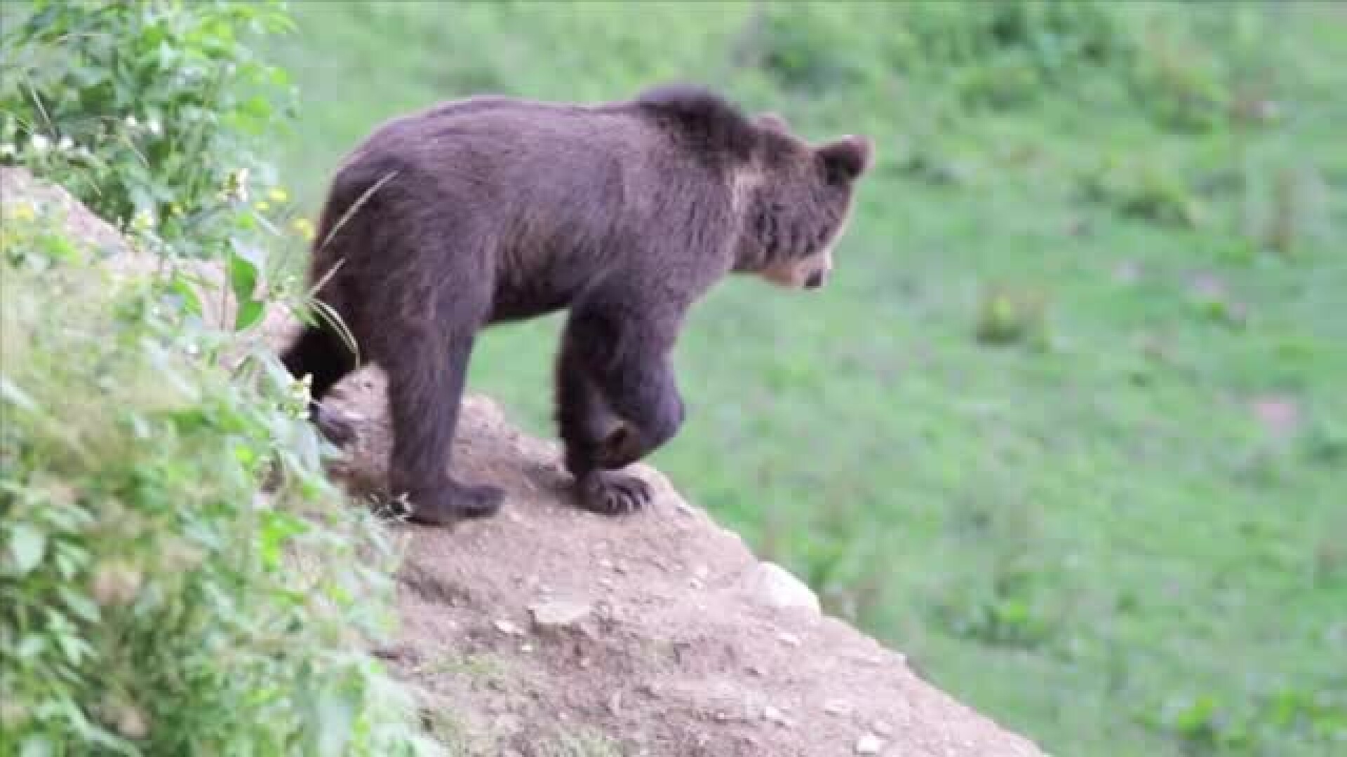 Urșii fac prăpăd în mai multe județe din țară Un cioban a ajuns la