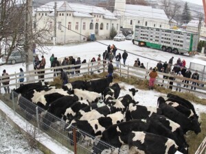Heifer, vaci Heifer, vaci