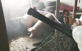 pigs pigs
