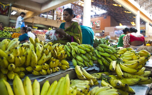 News | La produzione di banane è sull'orlo del disastro