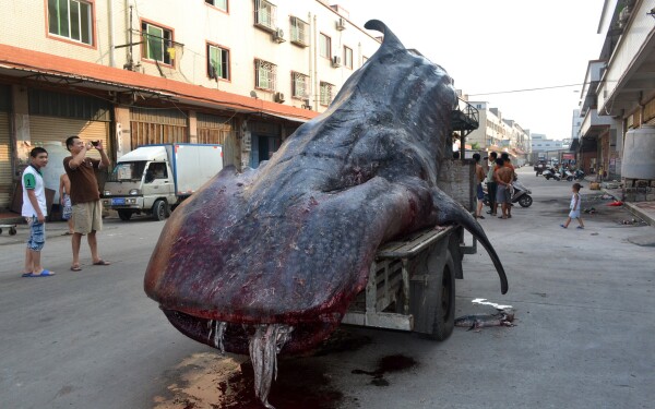 Curiosità | Un pescatore cinese ha catturato uno squalo balena di due tonnellate..