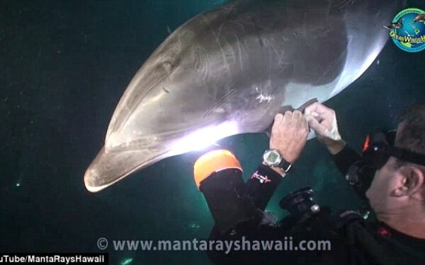 Delfin
