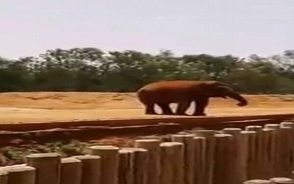 Elefant Elefant