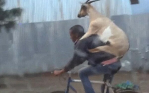 Capra