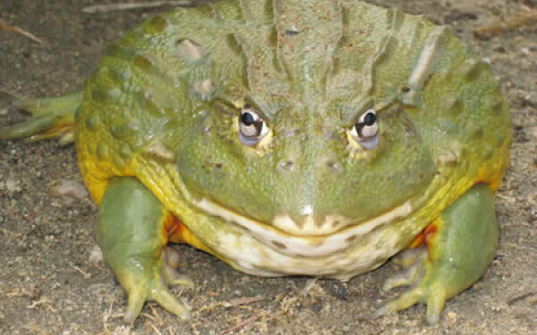 bullfrog