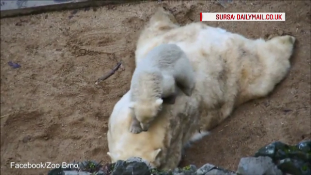 ursi polari ursi polari