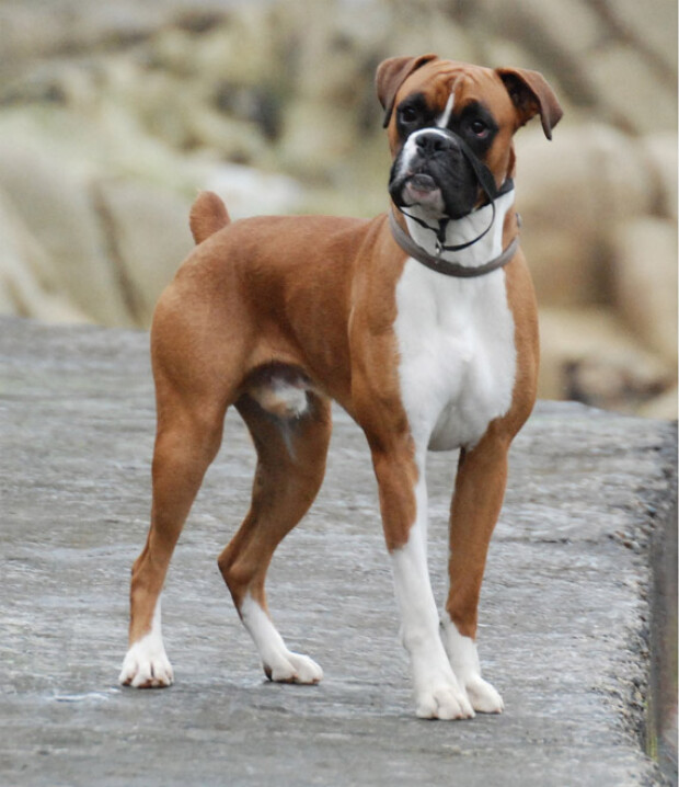 Boxer