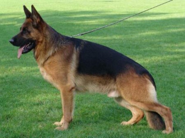 German Shepherd