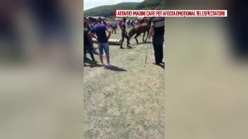   Shocking scenes shot at a fair in Arges. Horses, beaten wild with masters 