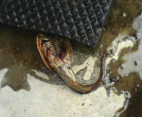 ciudatenie Rusia ciudatenie Rusia