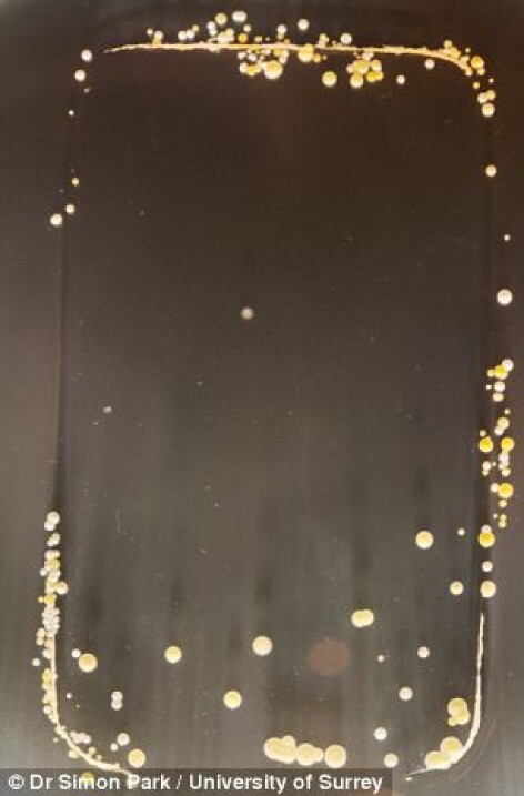 bacterii pe telefonul mobil bacterii pe telefonul mobil