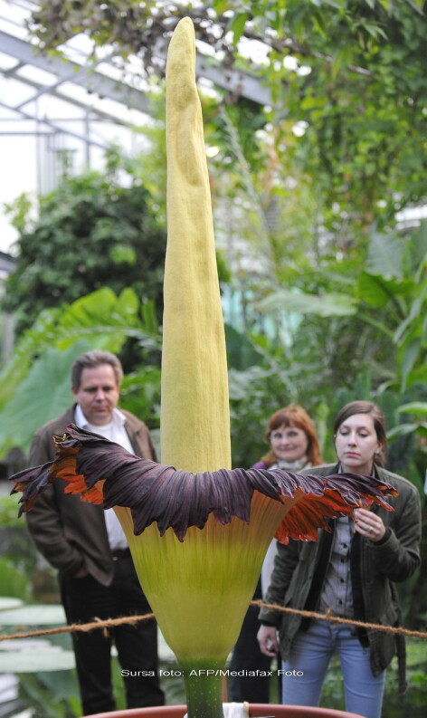pe penis infloreste