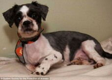 Cavalier King Charles