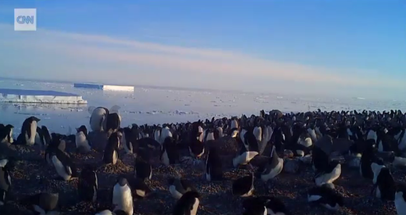 Image result for Cea mai mare colonie de pinguini, descoperită în largul Peninsulei Antarctica. Numărul exemplarelor