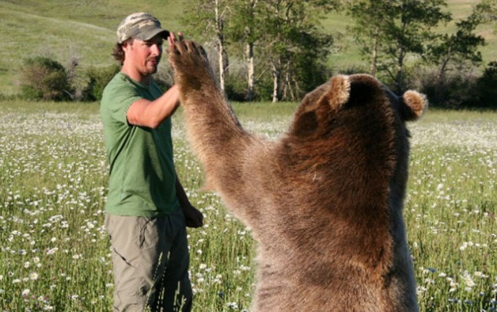 Un animal de casa putin mai neobisnuit! Traiesc impreuna cu un urs grizzly! - Imaginea 8