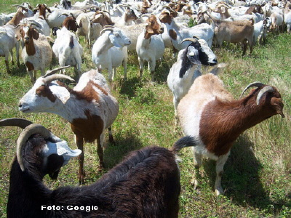 Ca sa protejeze mediul, GOOGLE a adus 200 de capre sa tunda gazonul! VIDEO - Imaginea 2