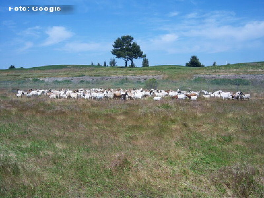 Ca sa protejeze mediul, GOOGLE a adus 200 de capre sa tunda gazonul! VIDEO - Imaginea 3