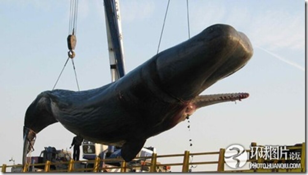 Noi fotografii cu balena de 50 de tone care a explodat in mijlocul orasului. Instantanee incredibile - Imaginea 1