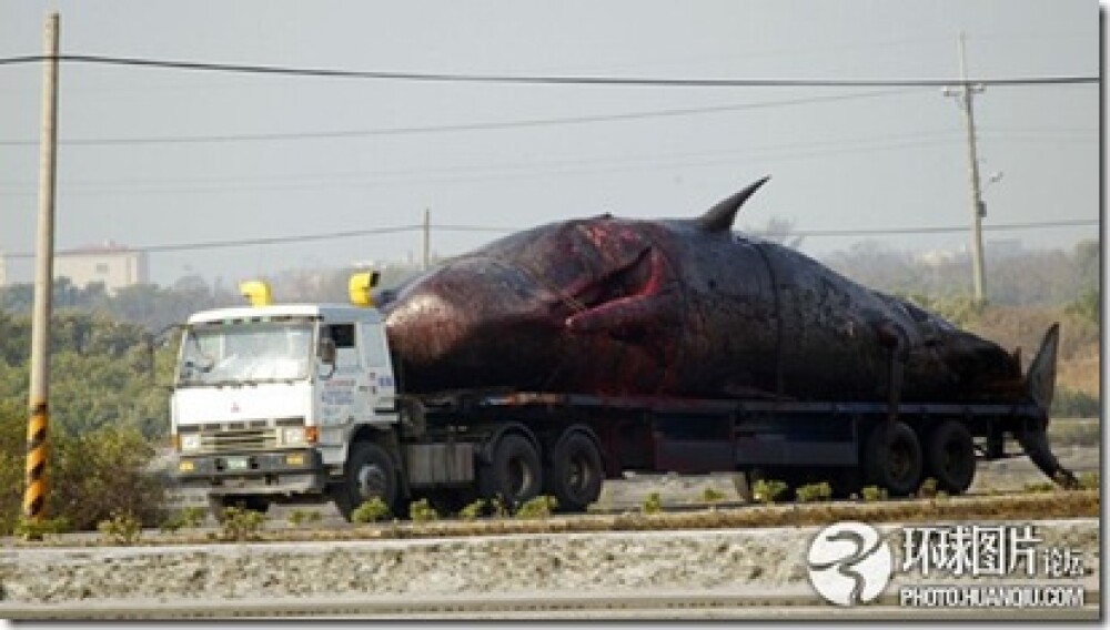 Noi fotografii cu balena de 50 de tone care a explodat in mijlocul orasului. Instantanee incredibile - Imaginea 2