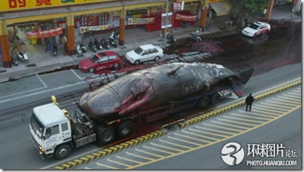 Noi fotografii cu balena de 50 de tone care a explodat in mijlocul orasului. Instantanee incredibile - Imaginea 4