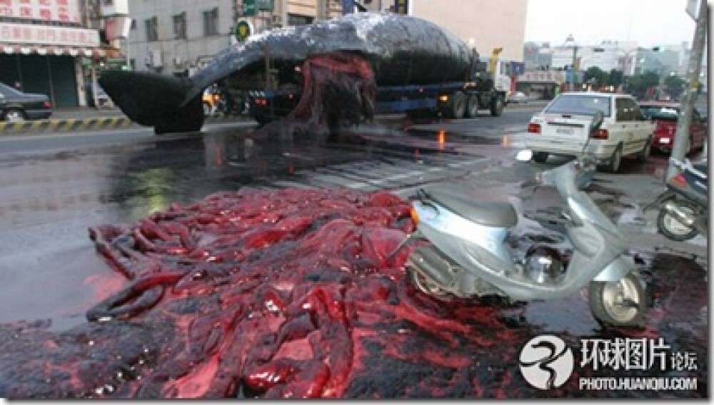 Noi fotografii cu balena de 50 de tone care a explodat in mijlocul orasului. Instantanee incredibile - Imaginea 6