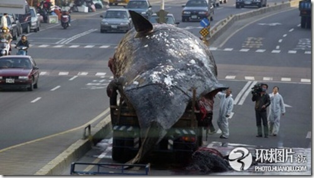Noi fotografii cu balena de 50 de tone care a explodat in mijlocul orasului. Instantanee incredibile - Imaginea 8