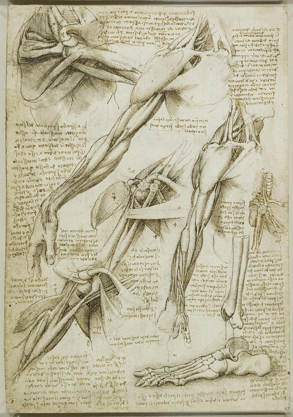 Jurnalul lui Leonardo da Vinci. “De cumparat azi: hartie, carbune si un craniu uman” - Imaginea 3