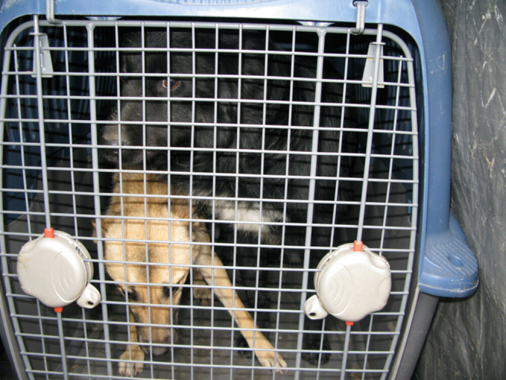 “Fost maidanez, devin legal”. Campania prin care doua asociatii sterilizeaza cainii gratuit - Imaginea 2