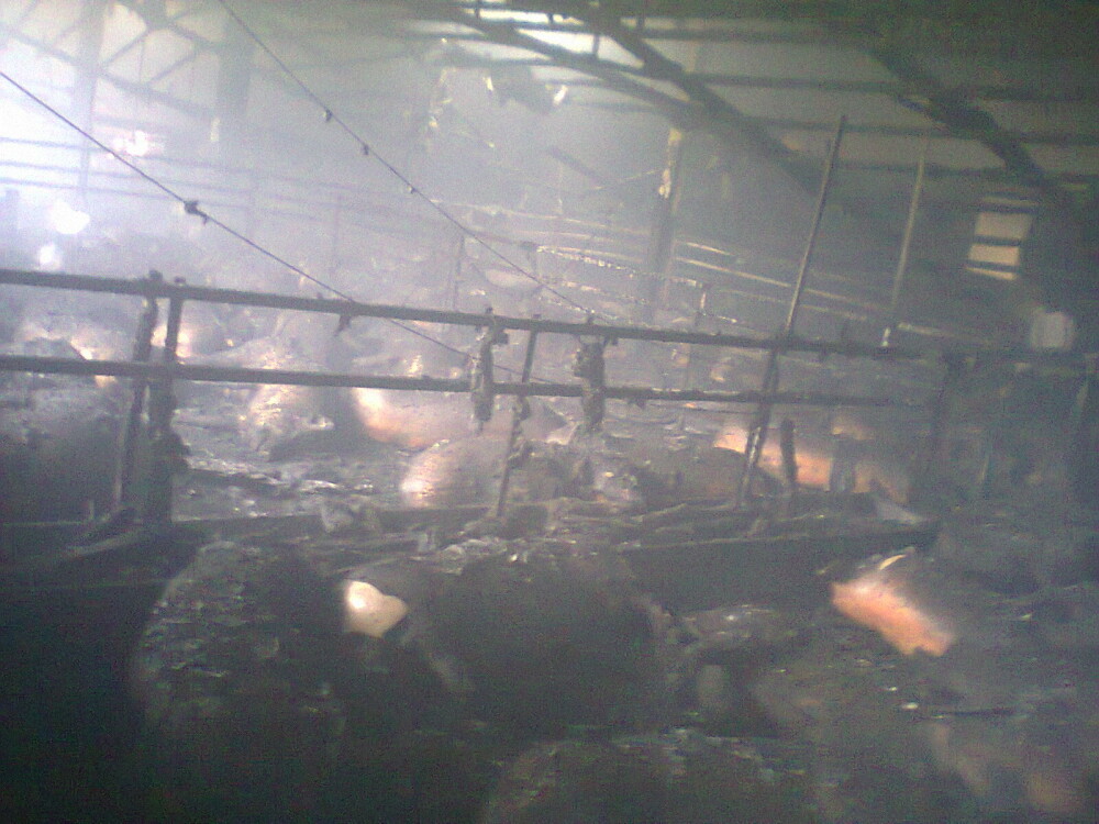 IMAGINI SOCANTE. 2.200 de porci au murit intr-un incendiu la Andrid - Imaginea 3