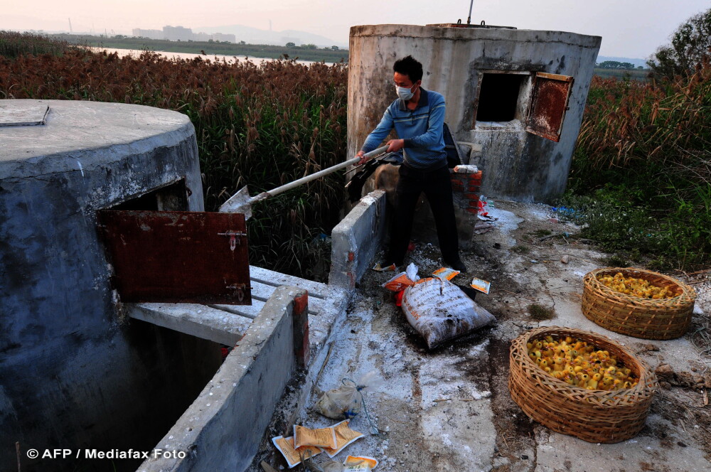 Chinezii gazeaza si ard de vii mii de pui de rata de teama virusului gripei aviare GALERIE FOTO - Imaginea 4