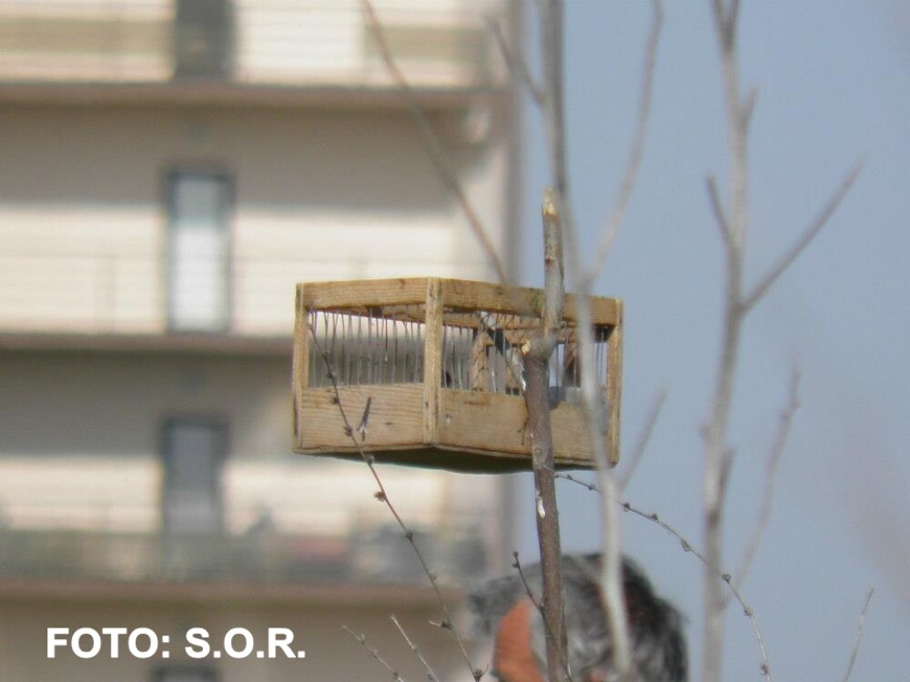 FOTOreportaj. Doi studenti au prins un braconier de pasari in Delta Bucurestiului - Imaginea 1