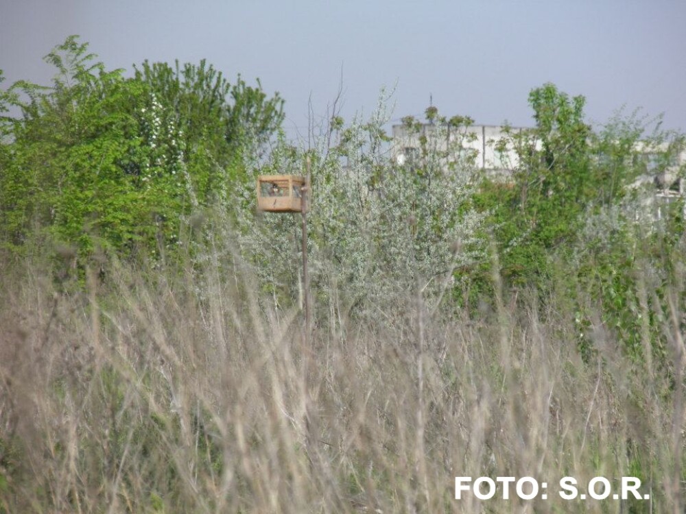 FOTOreportaj. Doi studenti au prins un braconier de pasari in Delta Bucurestiului - Imaginea 3