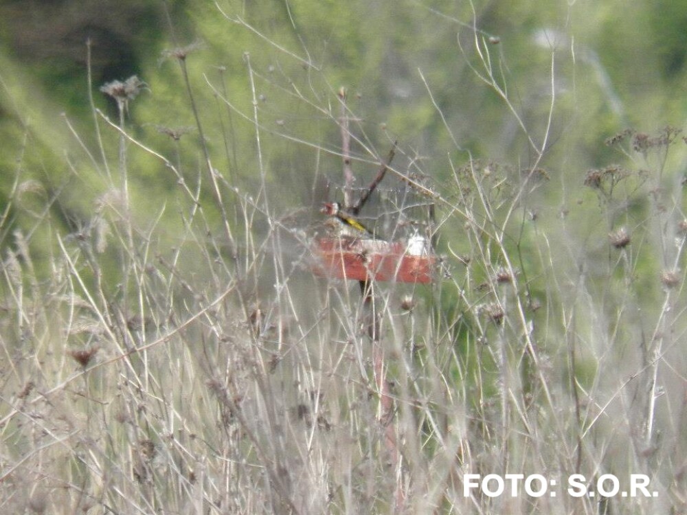 FOTOreportaj. Doi studenti au prins un braconier de pasari in Delta Bucurestiului - Imaginea 4