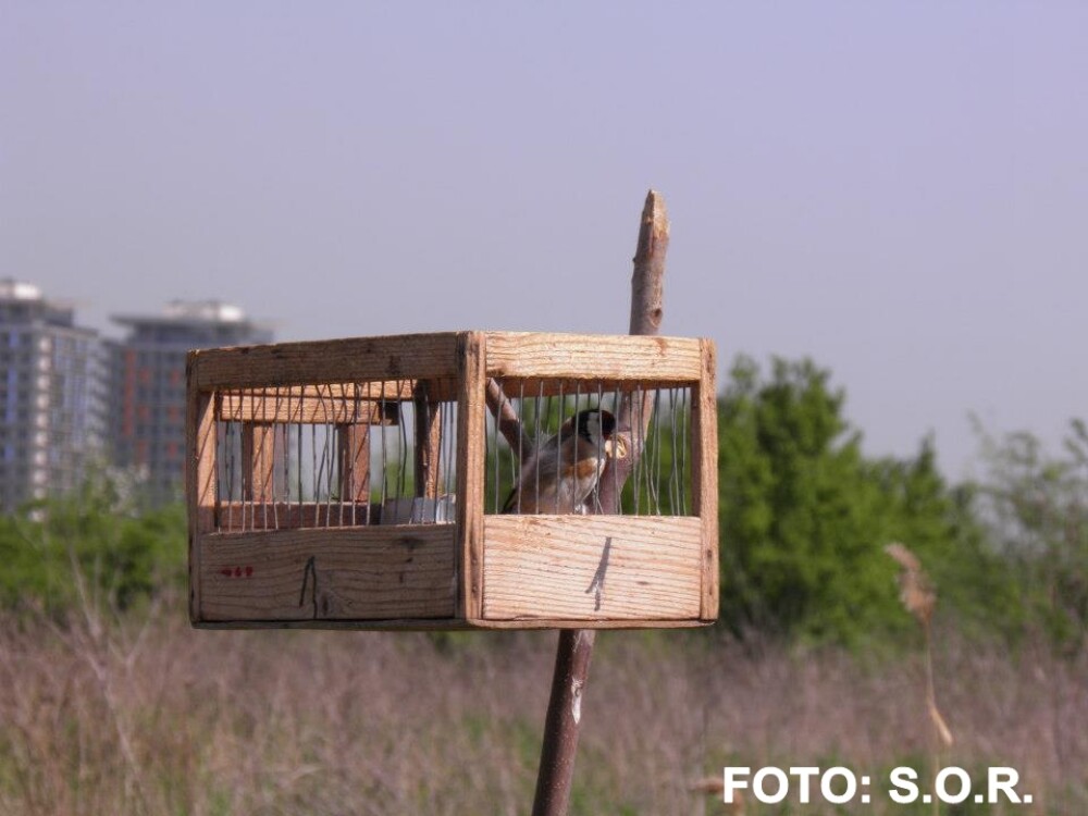 FOTOreportaj. Doi studenti au prins un braconier de pasari in Delta Bucurestiului - Imaginea 5