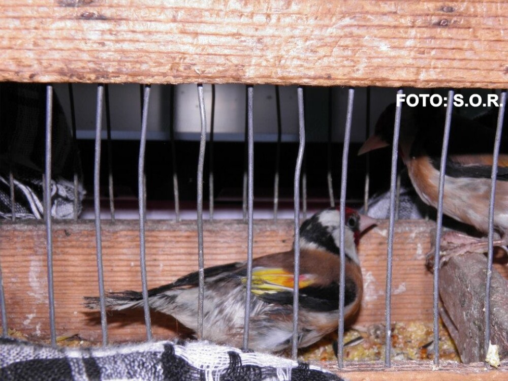 FOTOreportaj. Doi studenti au prins un braconier de pasari in Delta Bucurestiului - Imaginea 8