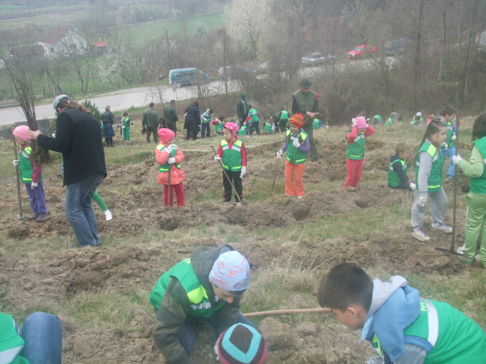 „Prietenii naturii”. Zeci de elevi au plantat 2000 de puieti de salcami intr-o localitate din Bihor - Imaginea 1