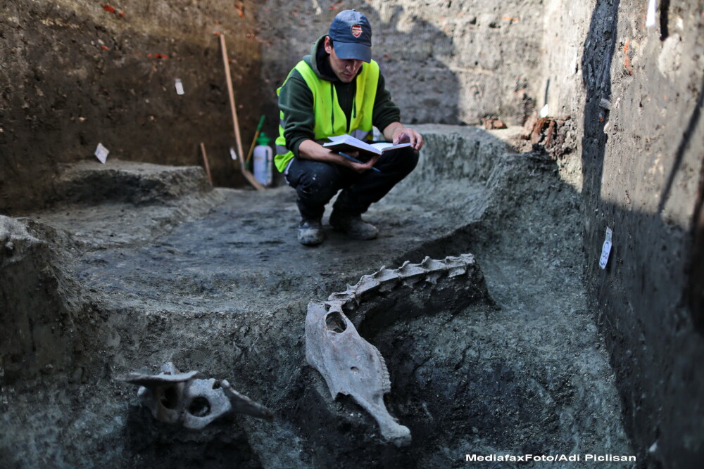 Fragmente din scheletul unui ANIMAL de talie mare au fost descoperite la Timisoara: 